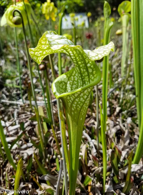 11. Sarracenia oreophila x leucophylla.