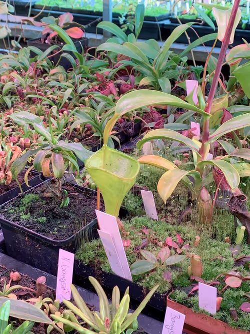 11. Under the benches I spotted this Nepenthes inermis. Like Christian, I have found this to be one of my fastest growing species