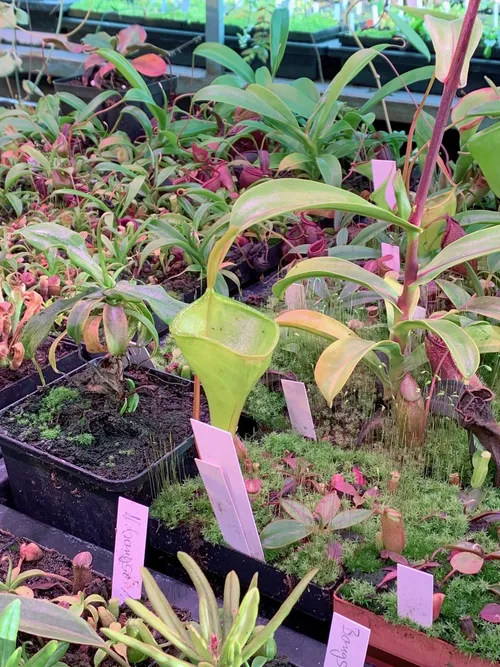 11. Under the benches I spotted this Nepenthes inermis. Like Christian, I have found this to be one of my fastest growing species