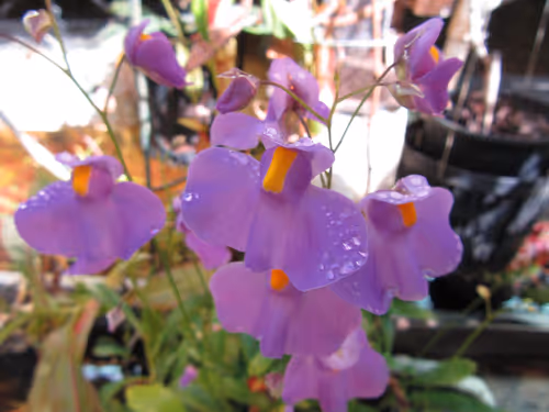11. Utricularia longifolia