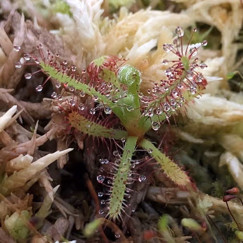 12 Drosera magnifica
