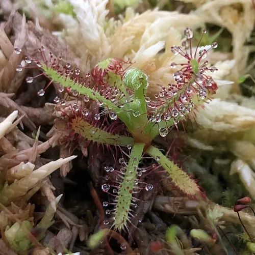 12 Drosera magnifica