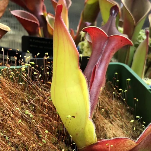 12 Heliamphora sp. Akopan