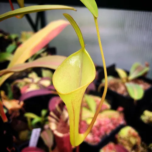 12 Nepenthes inermis