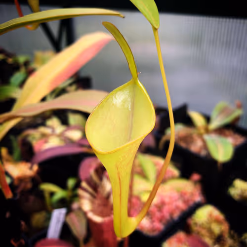 12 Nepenthes inermis