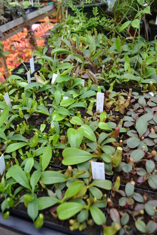 12. Chris had warned us before we entered the greenhouse that it was 'very full'. That description doesn't quite do it justice - every surface has something growing on it, not to mention the hanging baskets.