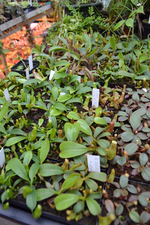 12. Chris had warned us before we entered the greenhouse that it was 'very full'. That description doesn't quite do it justice - every surface has something growing on it, not to mention the hanging baskets