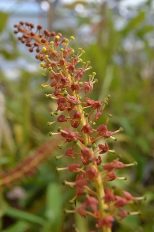 12. Close-up of Nepenthes inflorescence