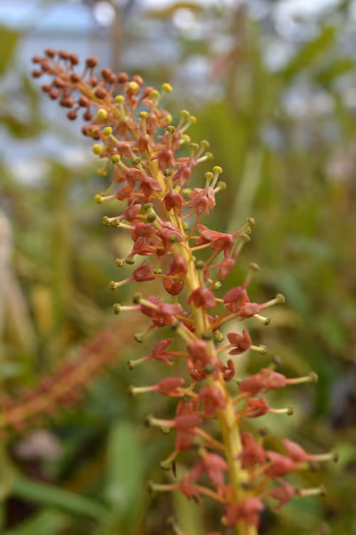 12. Close-up of Nepenthes inflorescence