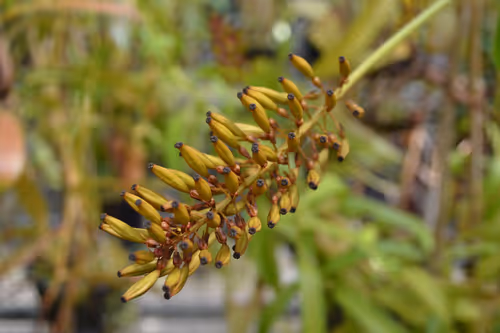 12. Dozens of the of plants were in flower or setting seed