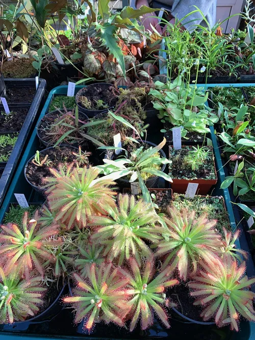 12. Drosera and Utricularia bisquamata growing alongside the Nepenthes