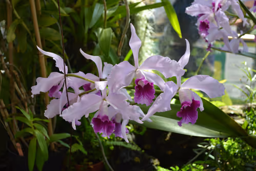 12. My favourite of the orchid flowers I saw