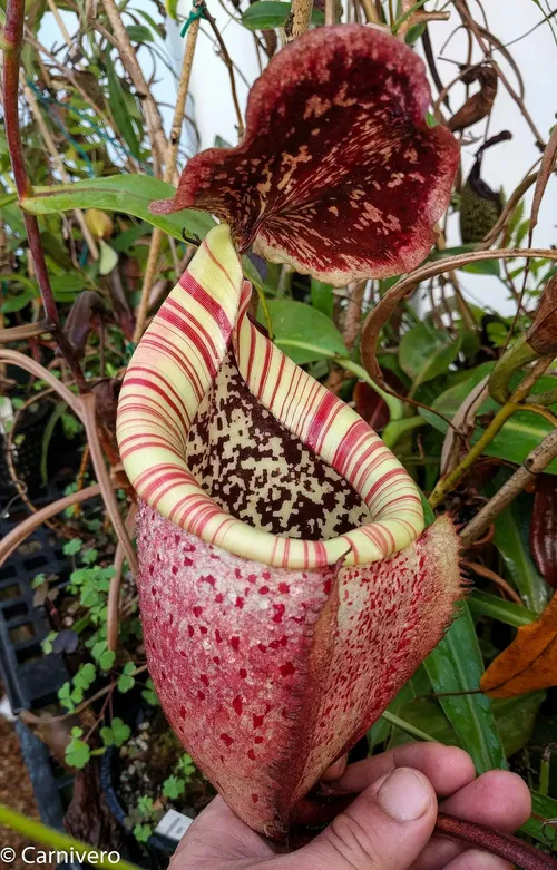 12. Nepenthes burbidgeae Pig Hill.