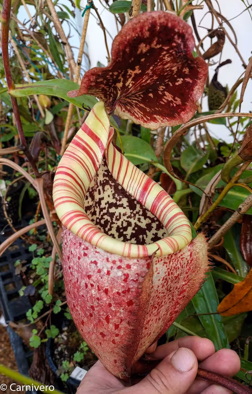 12. Nepenthes burbidgeae Pig Hill