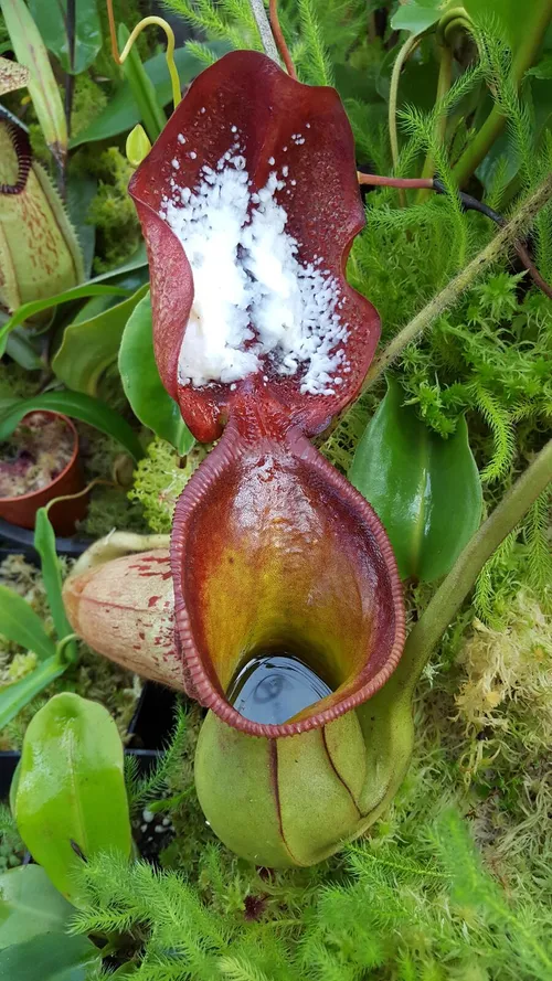 12. Nepenthes ephippiata (AW)