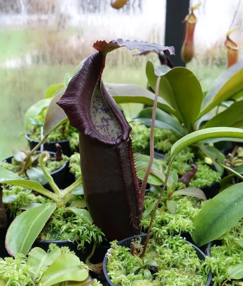 12. Nepenthes naga (or N. naga x bongso)