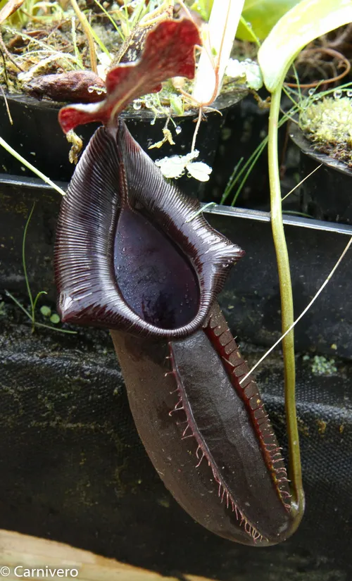 12. Nepenthes naga Dark.