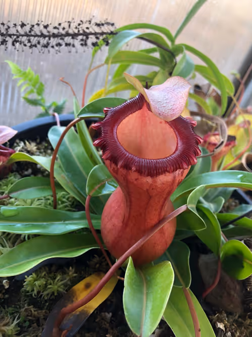 12. Nepenthes ventricosa 'k' (EP)