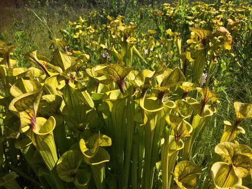 12. Sarracenia flava at the Joseph Pines Preserve