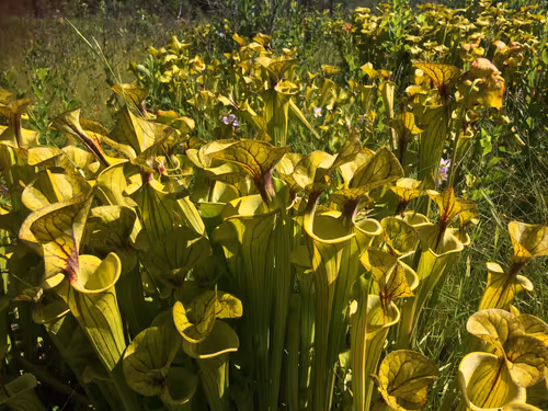 12. Sarracenia flava at the Joseph Pines Preserve
