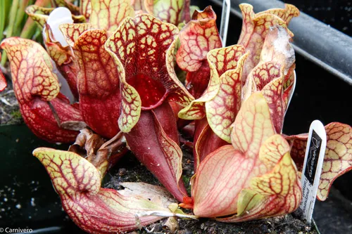 12. Sarracenia purpurea var venosa (Tatnall Co, GA).