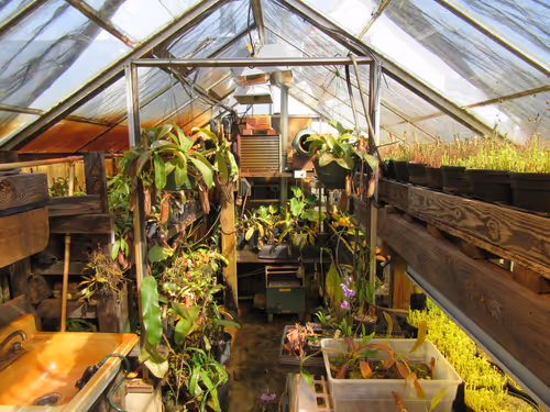 12. The Meadowview lowland greenhouse in 2017