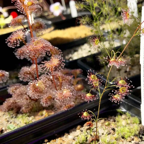 13 Drosera modesta