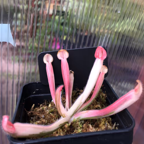 13 Heliamphora ’flamingo’ AW