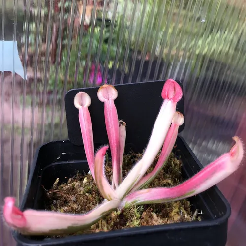 13 Heliamphora ’flamingo’ AW