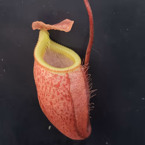 13 Nepenthes leonardoi