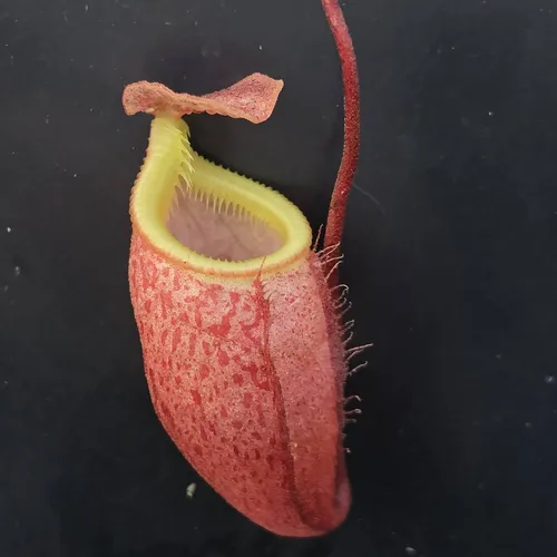 13 Nepenthes leonardoi