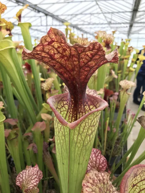 13. A Sarracenia x moorei cross.