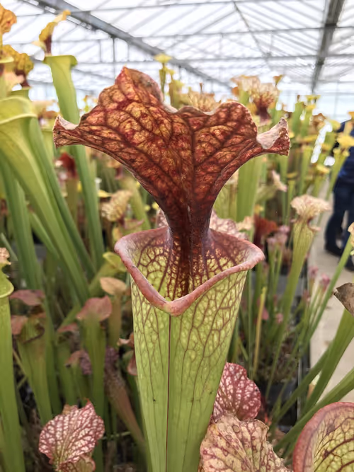 13. A Sarracenia x moorei cross
