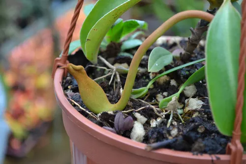 13. A developing pitcher in a hanging basket plant.