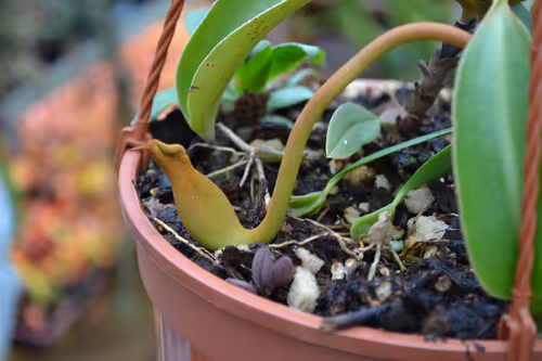 13. A developing pitcher in a hanging basket plant