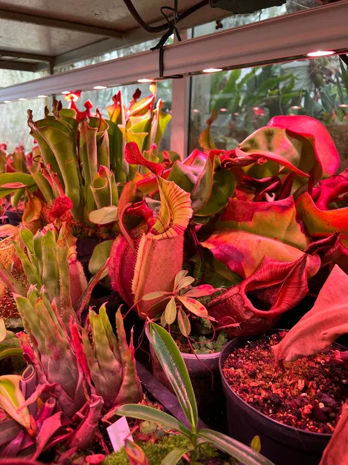 13. Moving under the benches, this N. veitchii is from his popular "Candy" x "Candy" grex. Heliamphora grow alongside, under the lights