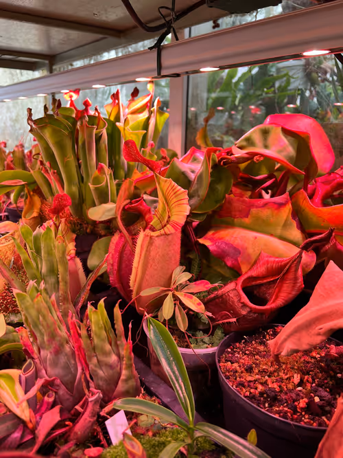 13. Moving under the benches, this N. veitchii is from his popular "Candy" x "Candy" grex. Heliamphora grow alongside, under the lights