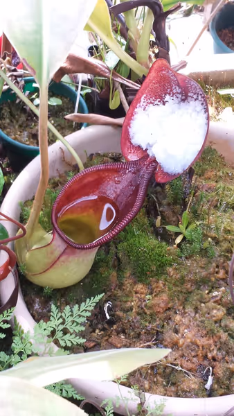 Nepenthes ephippiata: An upper pitcher on N. ephippiata, grown by Jeff Shafer