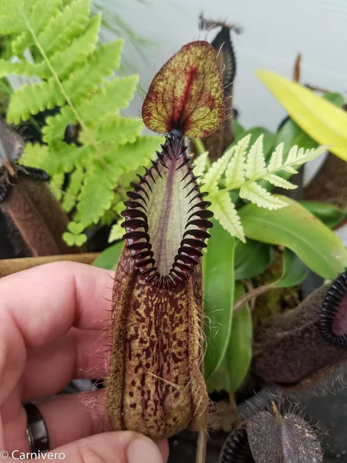 13. Nepenthes hamata (BE 3715), lower pitcher.