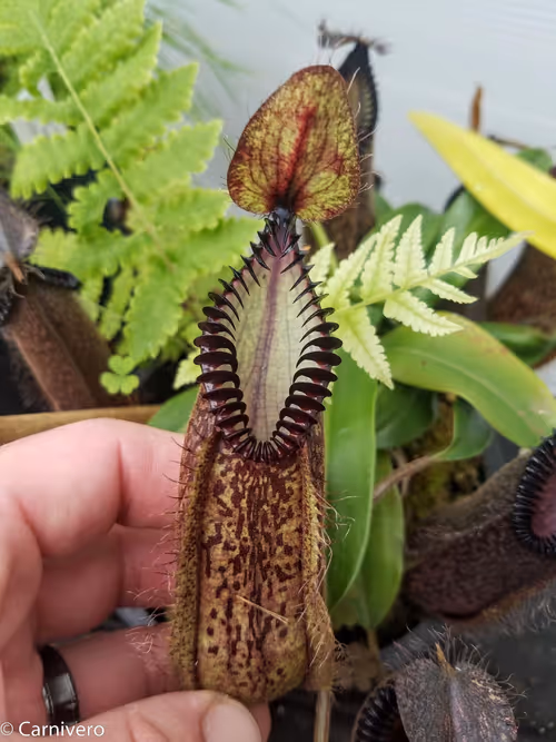 13. Nepenthes hamata (BE 3715), lower pitcher
