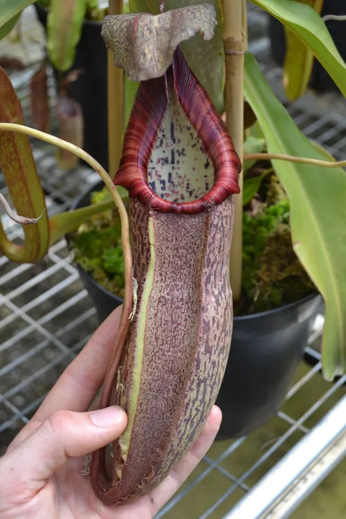 13. Nepenthes spathulata x spectabilis