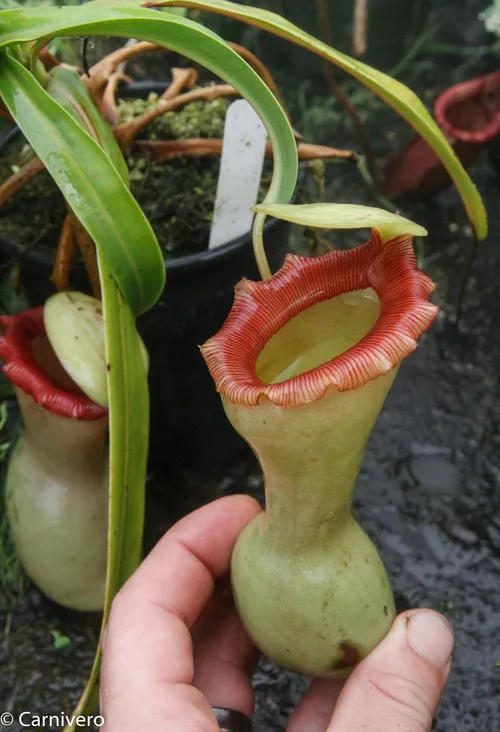 13. Nepenthes ventricosa "porcelain".