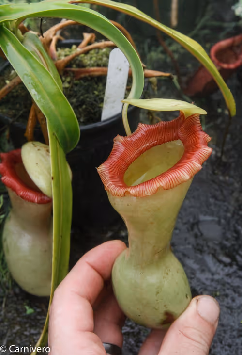 13. Nepenthes ventricosa "porcelain"