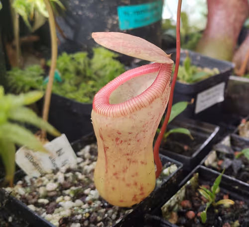 13. Nepenthes ventricosa