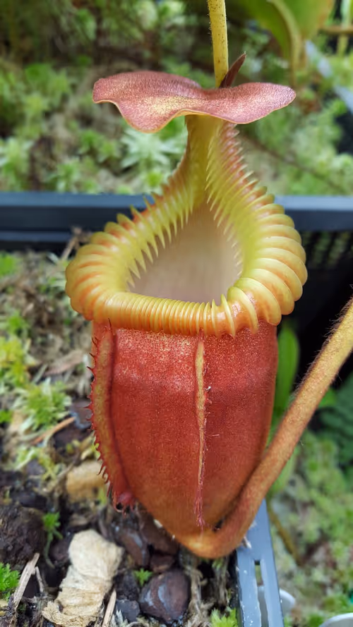 13. Nepenthes villosa (BE)