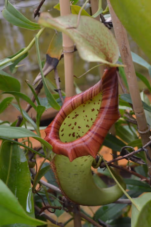 13. Nepenthes x oisoensis - I think this a Japanese cross, it might be N. northiana x maxima but I'm not sure