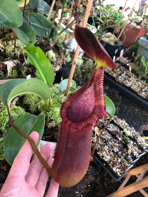 13. Nepenthes x trusmadiensis (N. lowii x macrophylla)