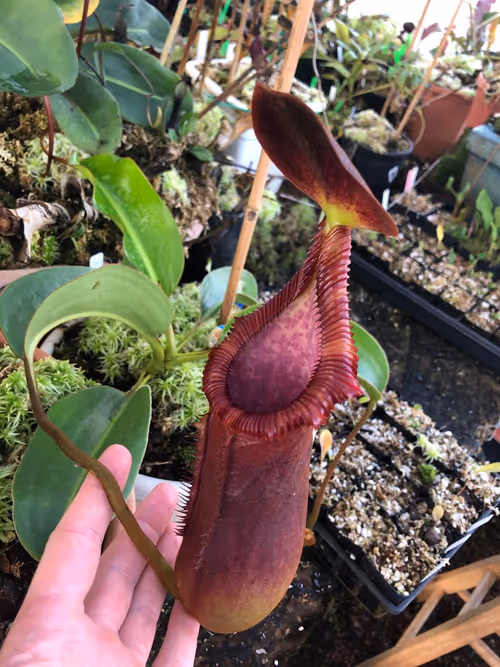 13. Nepenthes x trusmadiensis (N. lowii x macrophylla)