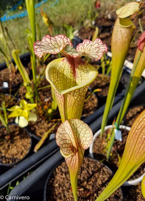 13. Sarracenia 'Leah Wilkerson'
