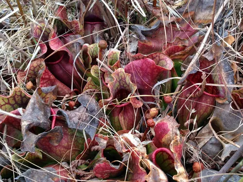 13. Sarracenia purpurea at the Joseph Pines Preserve